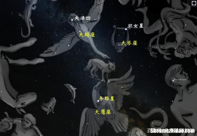 牛郎星是什么星座 牛郎星是什么星座的主星