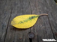 梦到好友怀孕 梦见怀孕的好友