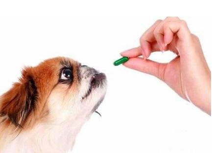 没有宠物专用驱虫怎么办 暂时没有宠物洗液的话用什么洗