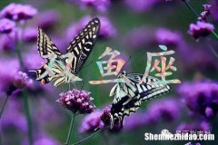 双鱼座的特征 双鱼座的特征和性格