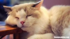 爱养猫的处女座女生怎么样 爱养猫的处女座女生怎么样呢