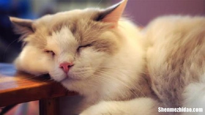 爱养猫的处女座女生怎么样 爱养猫的处女座女生怎么样呢
