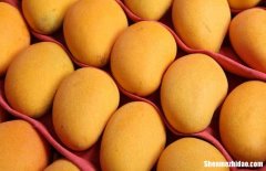 孕妇不能吃哪些食物芒果 孕妇不能吃哪些食物芒果呢