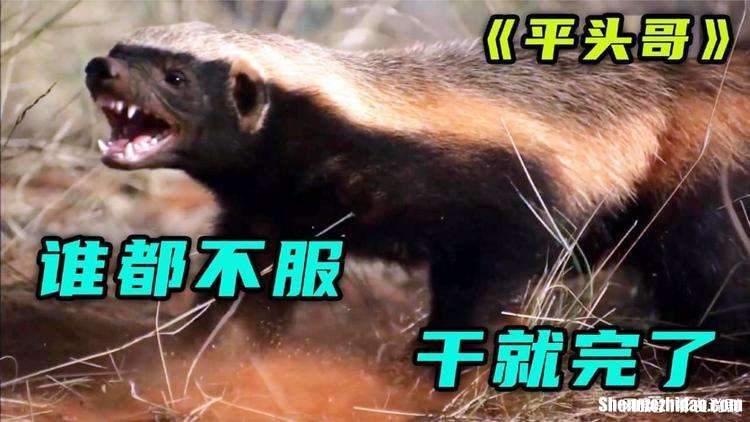 为什么动物园没有平头哥 北京野生动物园有平头哥吗