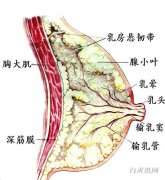 胸部胀痛是怎么回事 月经期间胸部胀痛是怎么回事