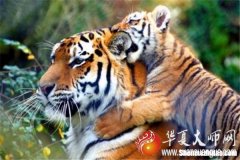 虎生肖2016年运势 虎生肖2016年运势怎么样