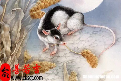 两个人都属鼠结婚好吗 两个属鼠的人结婚合适吗