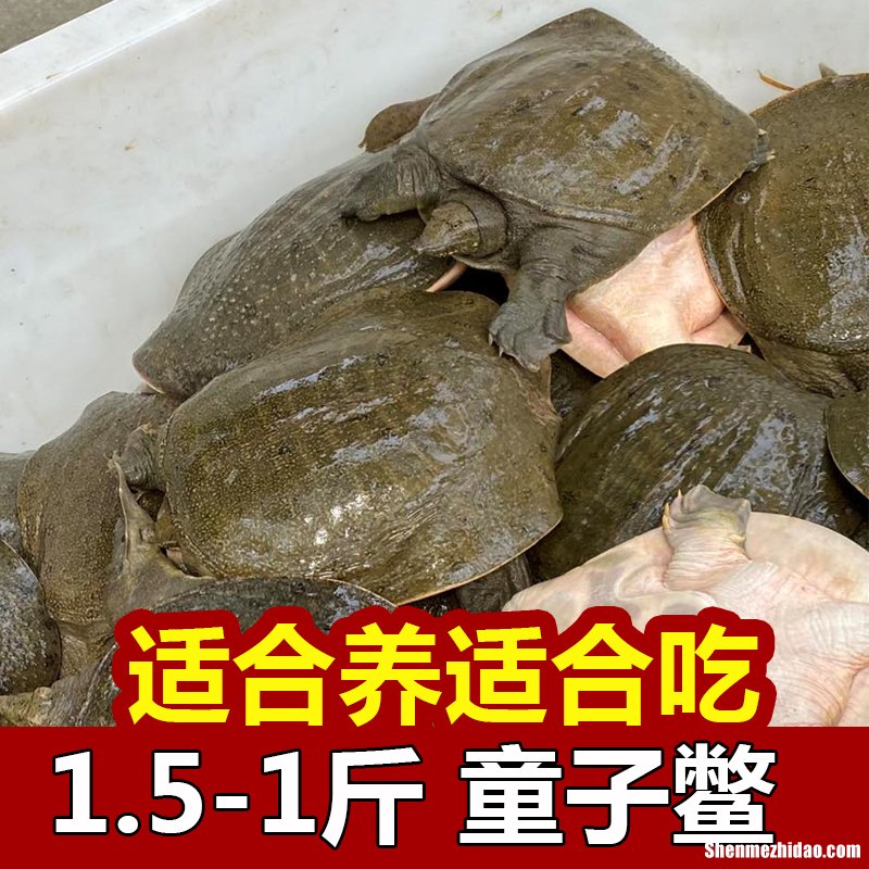 梦到大鳖 梦到大鳖吃螃蟹