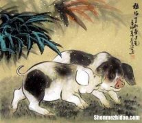 1971年属猪2020年运势 1971年属猪2020年运势及运程女性