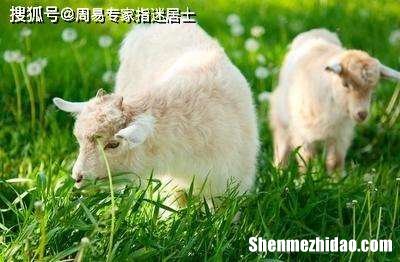 属羊人虎运势 属羊人今日运势财运
