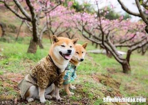狗人感情运势 狗属相运势