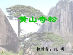 黄山奇松的课件 黄山奇松教案