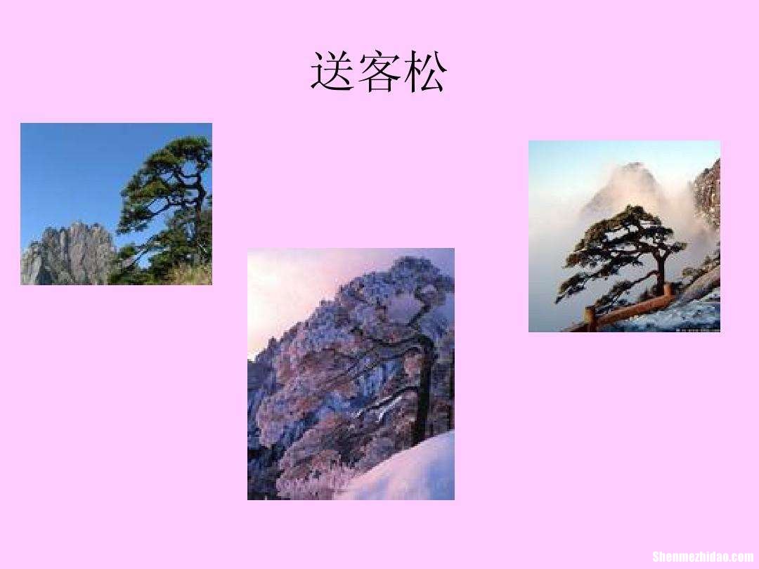 黄山奇松的课件 黄山奇松教案