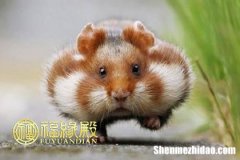 属鼠的人2019年的运气 属鼠的人2019年的运气如何