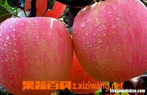 孕妇梦到买苹果 孕妇梦到买苹果什么意思