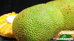 菠萝蜜为什么是臭的 菠萝蜜为什么是臭的味道