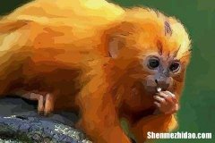 属猴2019运势运程 属猴的人2019年的运势及运程