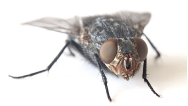 梦到打死苍蝇 梦到打死苍蝇还出了蛆
