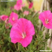 农历5月运势 十二生肖农历五月运势