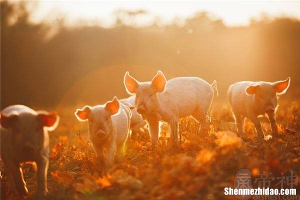 属猪人在2019年的运势 属猪人2019年全年运势及运程