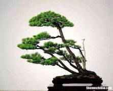 黄山松盆景养护 盆栽黄山松种植技术