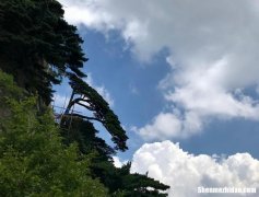形容黄山松姿态美的成语 黄山松真是千姿百态补充句子