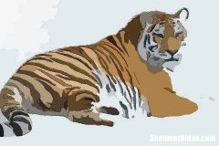 属虎的2017年的运势 属虎的人2018年的运势