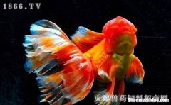 为什么金鱼养不活 为什么小金鱼养不活