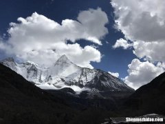 梦到羊撞我 梦见羊撞我