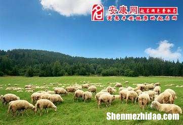 梦到羊撞我 梦见羊撞我