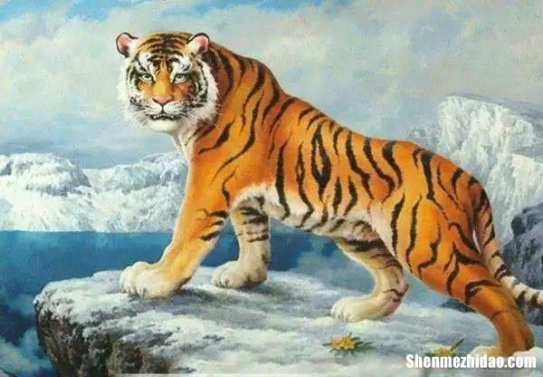 11月属虎运势 属虎的人11月运势