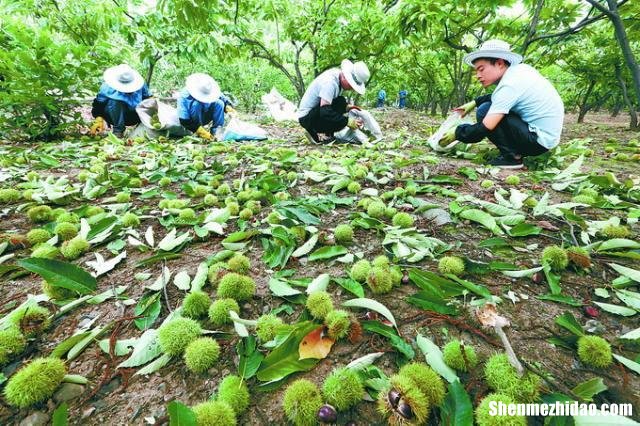 板栗种植环境 板栗种植环境温度要求