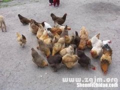 梦到抓小鸡是什么意思 梦到抓小鸡是什么意思解梦