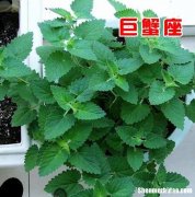 天蝎女的幸运花 天蝎女的幸运花是啥花