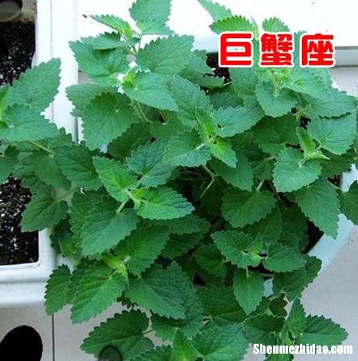 天蝎女的幸运花 天蝎女的幸运花是啥花