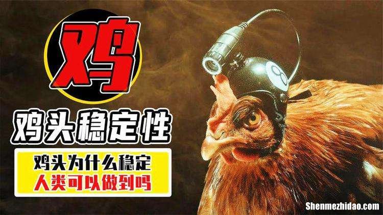 鸡头为什么不动 为什么鸡的头保持不动