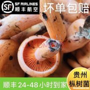 奶瓶菌 奶瓶菌是谁