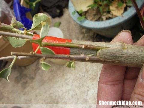 嫁接套袋保湿 嫁接保湿袋多少钱
