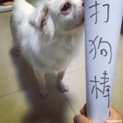 猫为什么打狗 猫为什么打狗不叫