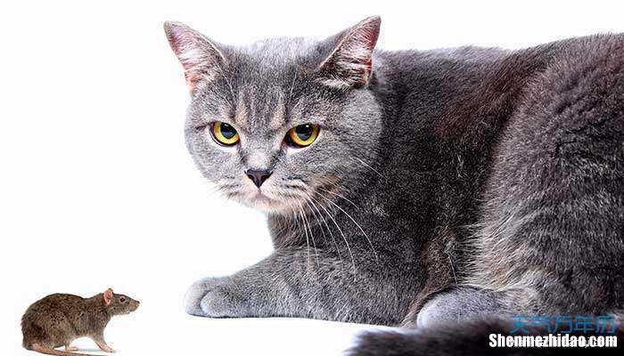 男的梦见猫 男的梦见猫挠人