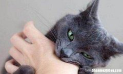 男的梦见猫 男的梦见猫挠人