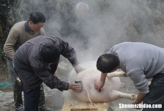梦见要杀猪 梦见杀猪求解梦