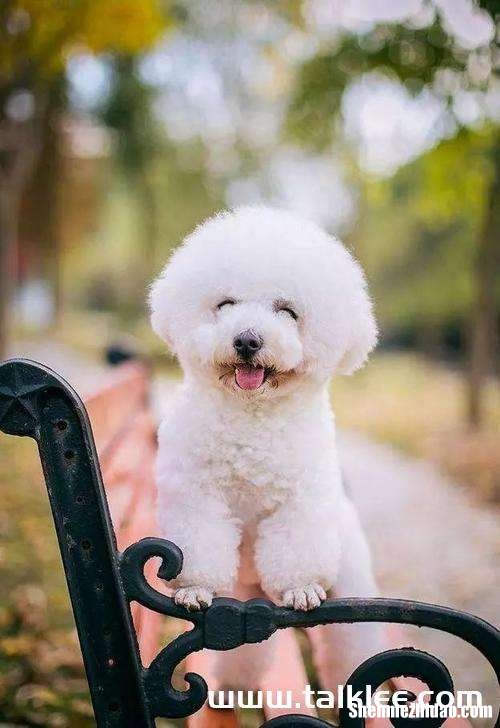 狮子座养什么狗 狮子座可以养什么样的狗