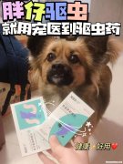 为啥宠物要驱虫呢怎么办 为啥宠物要驱虫呢怎么办视频