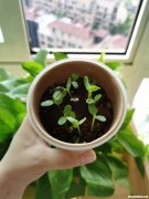 绿萝种子多久发芽 绿萝种子多久发芽出土