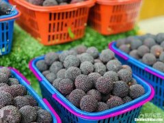 宁波哪里有批发水果的 宁波哪里有批发水果的市场