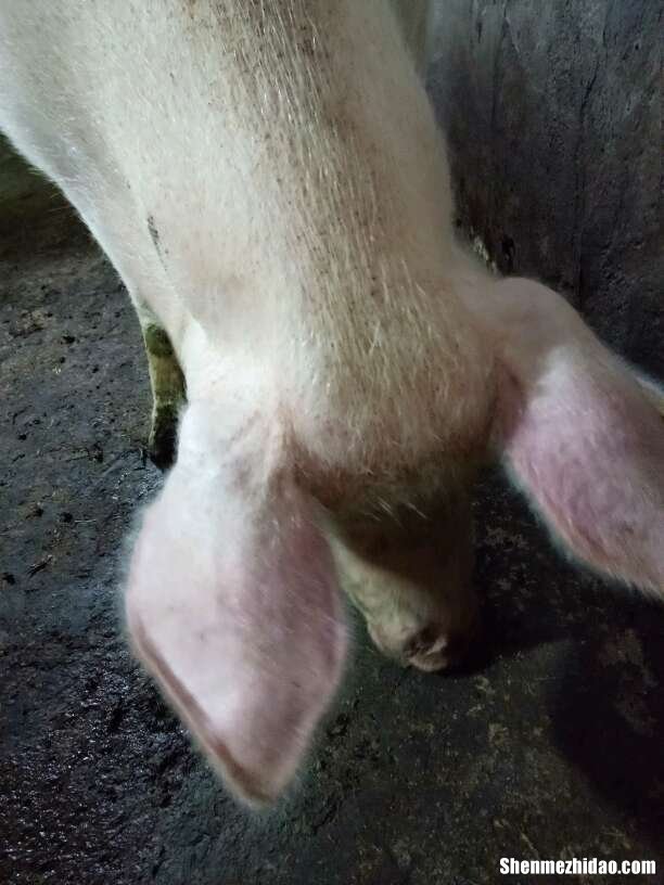 猪反复发烧不退怎么办 猪反复发烧不退怎么办视频