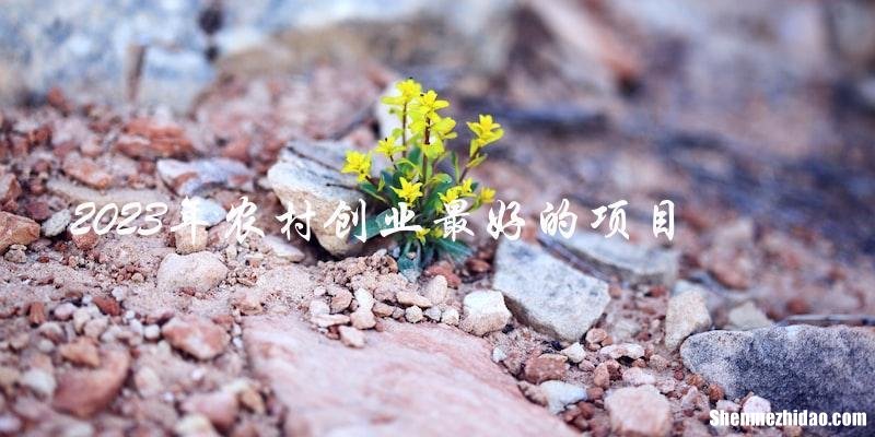 创业者做什么项目好 创业者做什么项目好赚钱