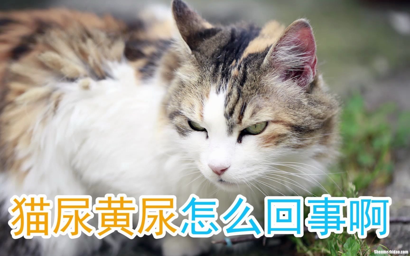 孕晚期尿黄红怎么回事 孕晚期小便发黄红是怎么回事