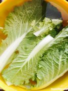 白菜打农药多久可以吃 白菜打药了几天才可以吃